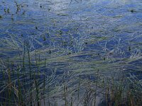 NL, Friesland, Opsterland, Bakkeveen 12, Saxifraga-Hans Boll