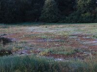 NL, Gelderland, Heumen, Overasseltsche en Hatertsche vennen 11, Saxifraga-Hans Boll
