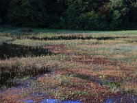 NL, Gelderland, Heumen, Overasseltsche en Hatertsche vennen 13, Saxifraga-Hans Boll