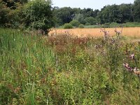 NL, Gelderland, Heumen, Overasseltsche en Hatertse vennen 381, Saxifraga-Hans Boll