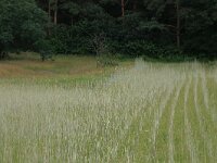 NL, Gelderland, Wijchen, Wijchense vennen 131, Saxifraga-Hans Boll