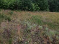 NL, Gelderland, Wijchen, Wijchense vennen 160, Saxifraga-Hans Boll