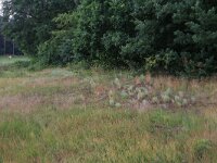 NL, Gelderland, Wijchen, Wijchense vennen 163, Saxifraga-Hans Boll