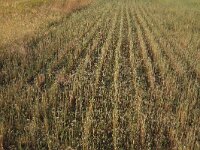 NL, Gelderland, Wijchen, Wijchense vennen 260, Saxifraga-Hans Boll