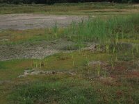 NL, Gelderland, Wijchen, Wijchense vennen 465, Saxifraga-Hans Boll