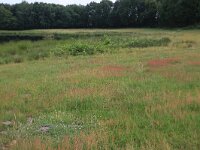 NL, Gelderland, Wijchen, Wijchense vennen 92, Saxifraga-Hans Boll