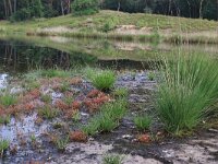 NL, Gelderland, Wijchen, Wijchense vennen 99, Saxifraga-Hans Boll
