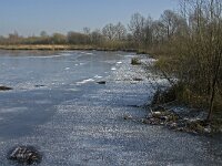 NL, Limburg, Nederweert, Groote Peel 10, Saxifraga-Jan van der Straaten