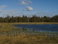 NL, Limburg, Nederweert, In den Vloed 18, Saxifraga-Jan van der Straaten