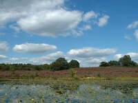 NL, Limburg, Roerdalen, Meinweg, Rolven 5, Saxifraga-Jan van der Straaten