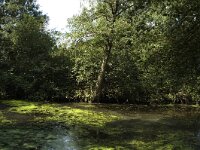 NL, Limburg, Roerdalen, Turfkoelen 2, Saxifraga-Marijke Verhagen