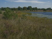 NL, Noord-Brabant, Boxtel, Brandven 3, Saxifraga- Jan van der Straaten