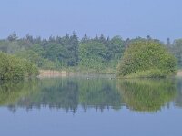 NL, Noord-Brabant, Eersel, Grootmeer 19, Saxifraga-Tom Heijnen
