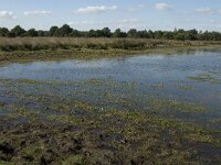 NL, Noord-Brabant, Oirschot, Keijenhurk 6, Saxifraga-Jan van der Straaten