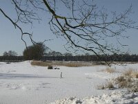 NL, Noord-Brabant, Oirschot, Winkelsven 26, Saxifraga-Marijke Verhagen