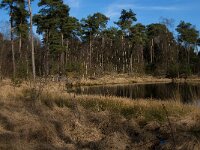 NL, Noord-Brabant, Oisterwijk, Klein Aderven 5, Saxifraga-Jan van der Straaten