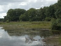NL, Overijssel, Haaksbergen, Buurserzand, Buursermeertje 4, Saxifraga-Willem van Kruijsbergen