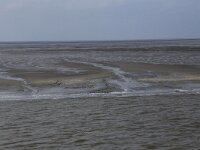 NL, Friesland, Ameland, Dantziggat 10, Saxifraga-Hans Boll