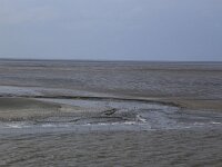 NL, Friesland, Ameland, Dantziggat 12, Saxifraga-Hans Boll