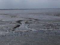 NL, Friesland, Ameland, Dantziggat 4, Saxifraga-Hans Boll