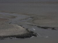 NL, Friesland, Ameland, Dantziggat 5, Saxifraga-Hans Boll