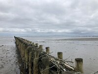 NL, Groningen, Het Hogeland, Pieterburen 24, Saxifraga-Willem van Kruijsbergen