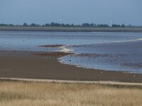 NL, Noord-Holland, Texel, Hollands Kroon, Wieringen, Normerven 1, Saxifraga-Foto Fitis-Sytske Dijksen