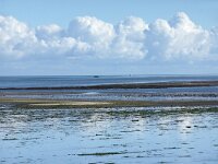 NL, Noord-Holland, Texel, Kwelder De Volharding 28, Saxifraga-Foto Fitis-Sytske Dijksen