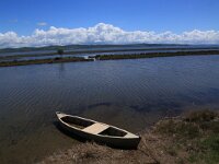 AL, Fier, Lushnje 3, Saxifraga-Hans Boll