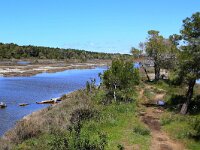 AL, Fier, Lushnje 4, Saxifraga-Hans Boll