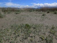 AL, Lehze, Lehze 12, Saxifraga-Hans Boll