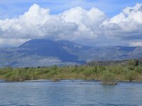 AL, Shkoder, Shkoder 3, Saxifraga-Hans Boll