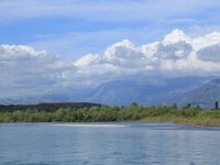 AL, Shkoder, Shkoder 4, Saxifraga-Hans Boll