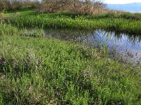 AL, Shkoder, Shkoder 98, Saxifraga-Hans Boll