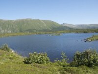 N, Nordland, Andoy, Bleikmorenen 36, Saxifraga-Willem van Kruijsbergen