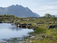 N, Nordland, Vagan, Hellhaugen 11, Saxifraga-Willem van Kruijsbergen