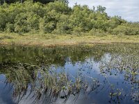 N, Nordland, Vagan, Hellhaugen 16, Saxifraga-Willem van Kruijsbergen