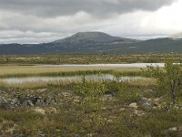 N, Oppland, Dovre, Fokstumyra 6, Saxifraga-Willem van Kruijsbergen