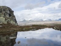 N, Oppland, Sel, Mysuseter 51, Saxifraga-Willem van Kruijsbergen