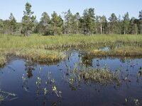 N, Troms, Senja, Anderdalen Nat Park 62, Saxifraga-Willem van Kruijsbergen