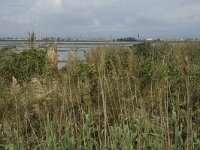 E, Tarragona, Deltebre, Canal Vell 1, Saxifraga-Jan van der Straaten