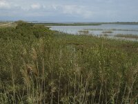 E, Terragona, Deltebre, Canal Vell 4, Saxifraga-Jan van der Straaten