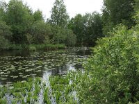 NL, Friesland, Heerenveen, De Deelen 5, Saxifraga-Hans Boll