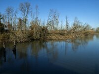 NL, Noord-Brabant, Altena, Boomgat 11, Saxifraga-Marijke Verhagen