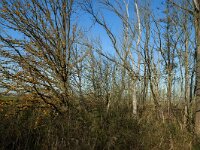 NL, Noord-Brabant, Altena, Boomgat 13, Saxifraga-Marijke Verhagen