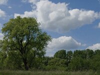 NL, Noord-Brabant, Drimmelen, Gat van de Kerksloot 1, Saxifraga-Jan van der Straaten