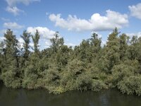NL, Noord-Brabant, Drimmelen, Middelste Gat van het Zand 10, Saxifraga-Willem van Kruijsbergen