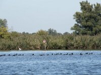 NL, Noord-Brabant, Drimmelen, Zuidergat van de Visschen 15, Saxifraga-Willem van Kruijsbergen