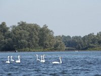 NL, Noord-Brabant, Drimmelen, Zuidergat van de Visschen 16, Saxifraga-Willem van Kruijsbergen