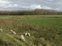 NL, Noord-Brabant, Heusden, Zeedijk 19, Saxifraga-Jan van der Straaten